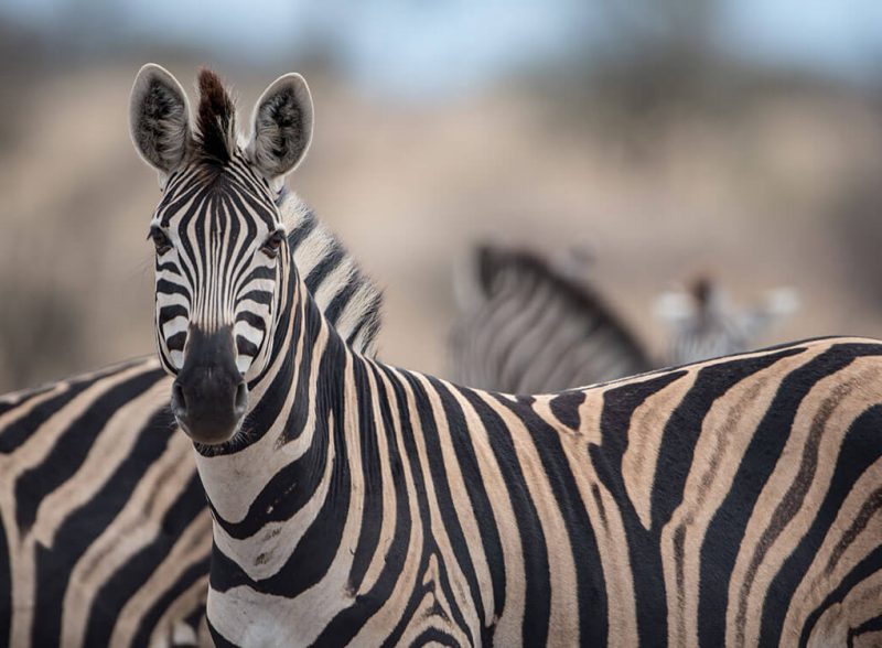 Help Us to Stop the Illegal Sale of Wild Meat